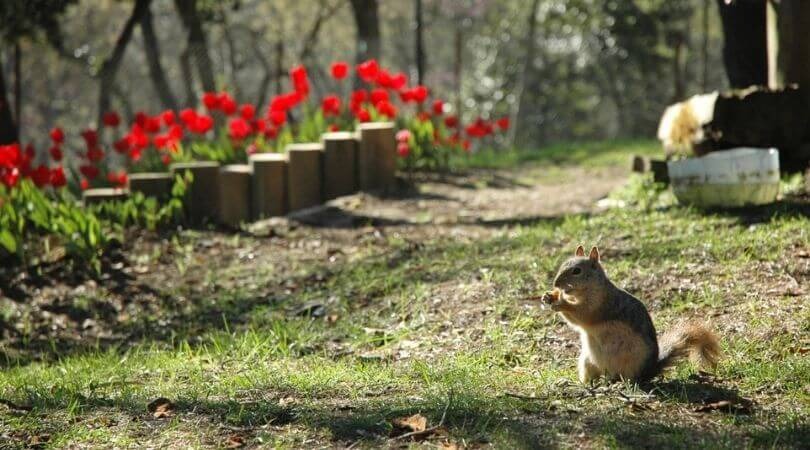 istanbul Yildiz Park