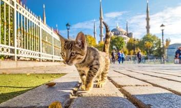 Mačke i psi u Istanbulu
