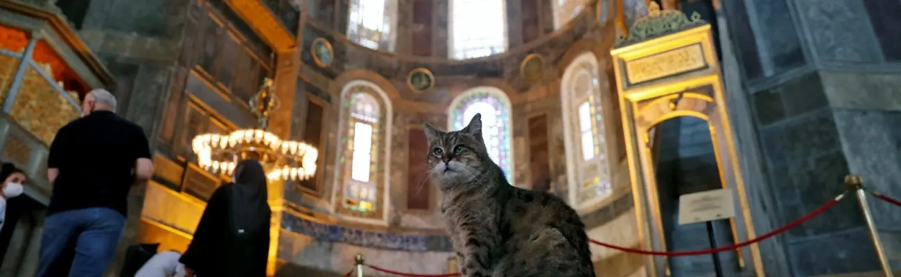 Cats and Dogs in Istanbul