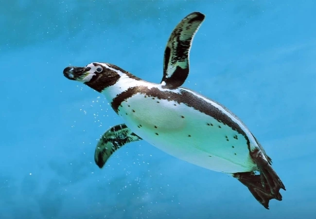 Emaar Aquarium And Underwater Zoo