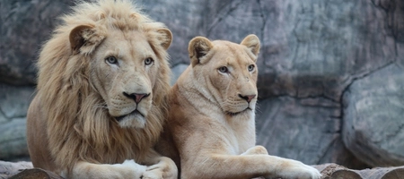 Lion Park Entrance