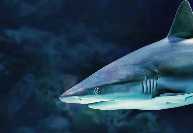 Viasea Aquarium Crocodile Park Entrance