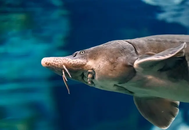Viasea Aquarium Crocodile Park Entrance
