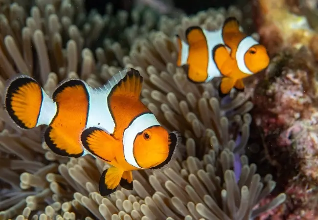 Viasea Aquarium Crocodile Park Entrance